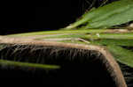 Tapered rosette grass